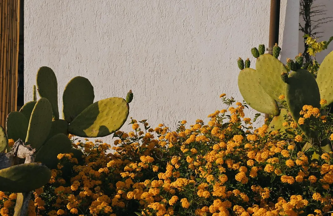 Masseria Fabrizio-1